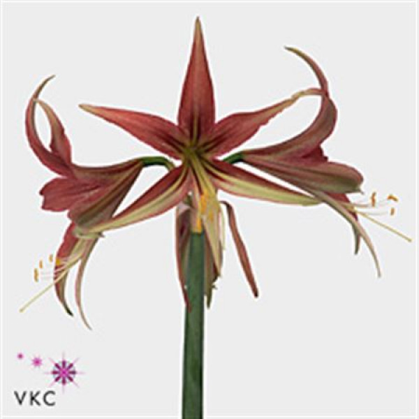 Amaryllis Sp La Paz 20cm A1