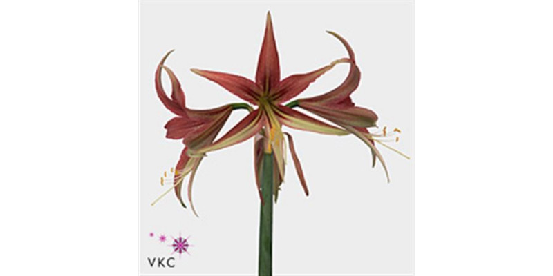 Amaryllis Sp La Paz 20cm A1