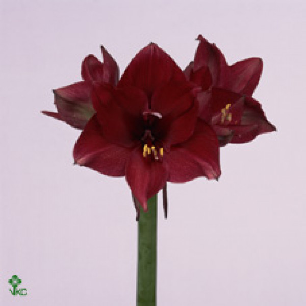 Amaryllis Tinto Night 12cm A1