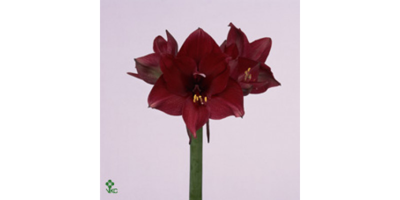 Amaryllis Tinto Night 12cm A1