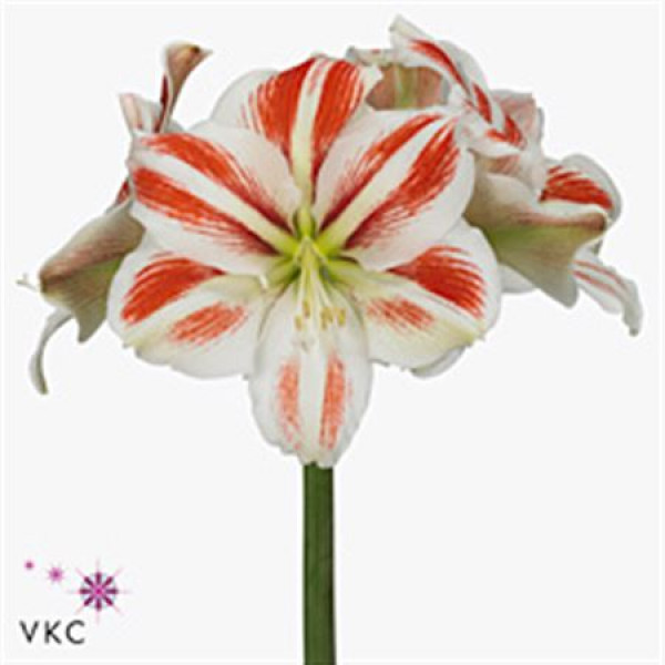 Amaryllis Sydney 15cm A1