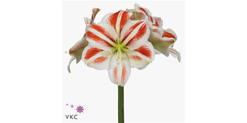 Amaryllis Sydney 15cm A1