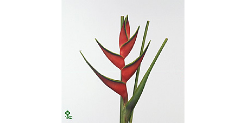 Heliconia Edge Of Night 60cm A1