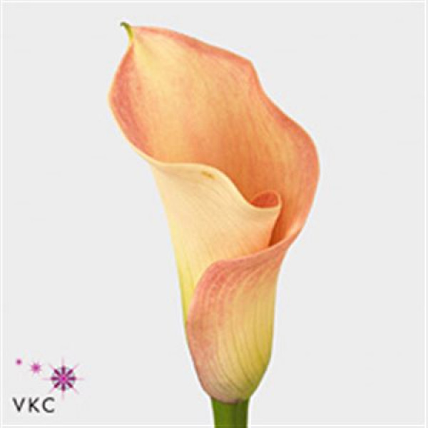 Zanthedeschias (Calla Lilly) Capt Rosette 60cm  Col-Pink