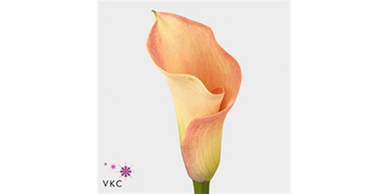 Zanthedeschias (Calla Lilly) Capt Rosette 60cm  Col-Pink