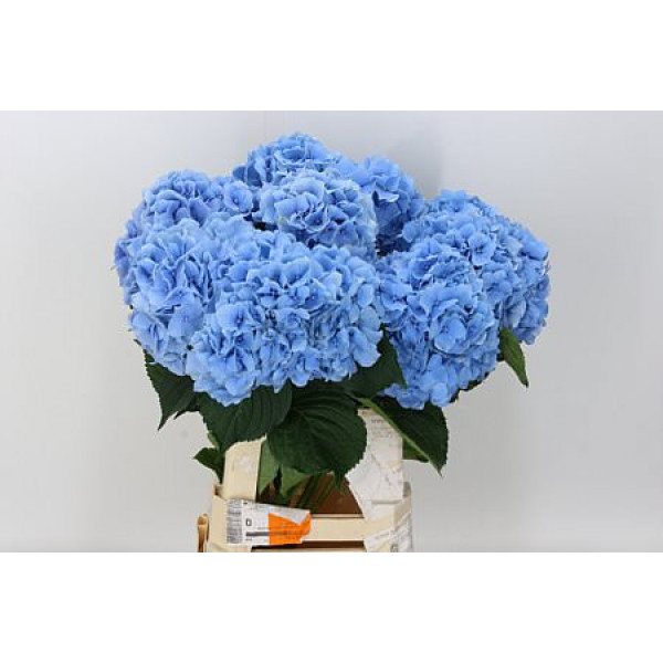 Hydrangea M Challenge Bl 60cm A1