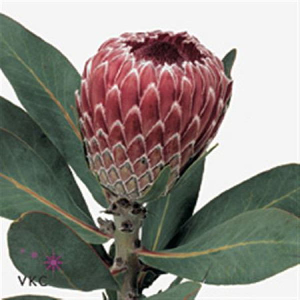 Protea Candida 50cm 