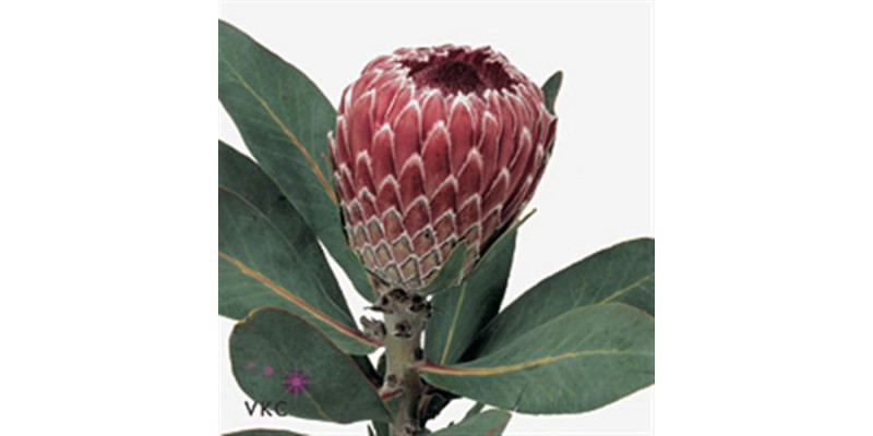 Protea Candida 50cm 