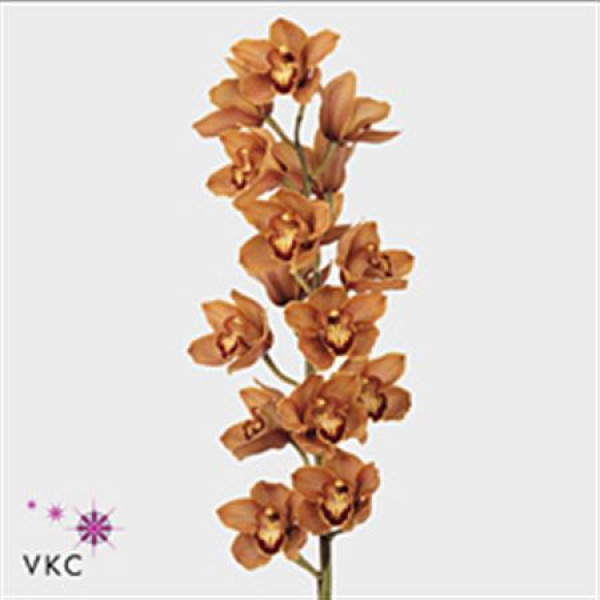 Orchid Cymb T Orange Mrs Britney 80cm A1