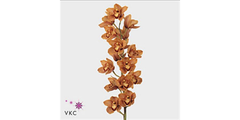 Orchid Cymb T Orange Mrs Britney 80cm A1