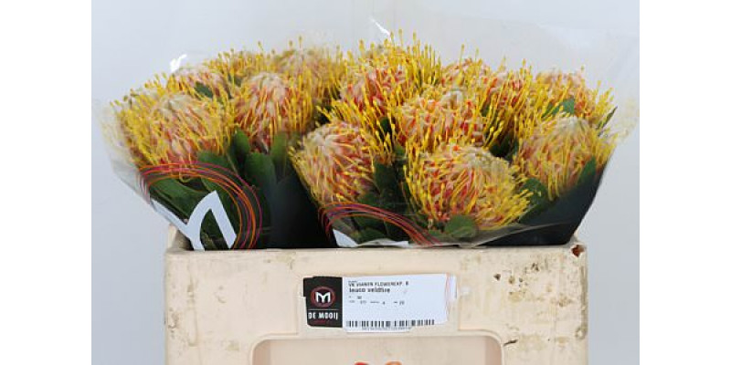 Leucospermum Veldfire 50cm  Col-Dark Salmon