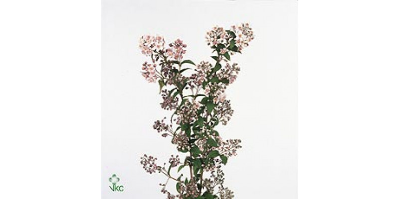 Deutzia Mont Rose 120cm A1