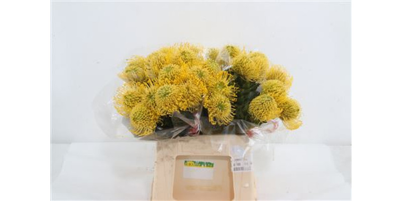 Leucospermum High Gold 50cm  Col-Yellow