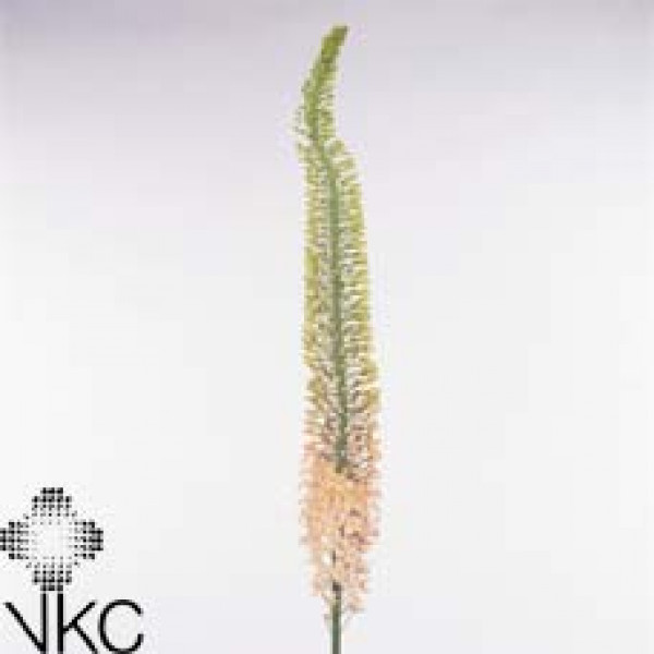 Eremurus Zalm 100cm  Col-Brown