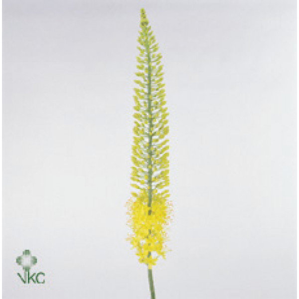 Eremurus Lucia-ro 140cm A1