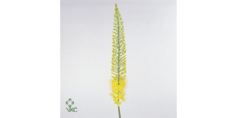 Eremurus Lucia-ro 140cm A1