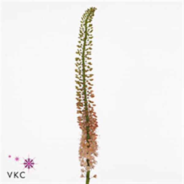 Eremurus Oase 110cm A1