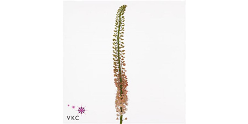 Eremurus Oase 110cm A1