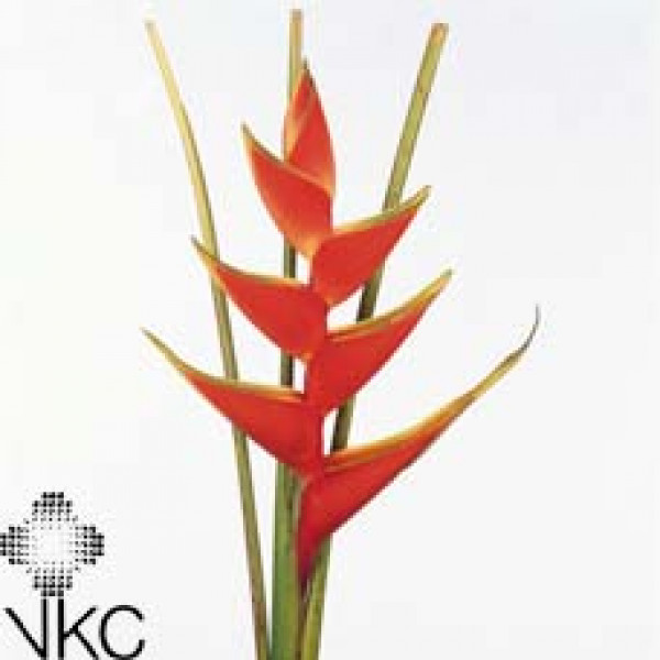 Heliconia Lobster 60cm A1