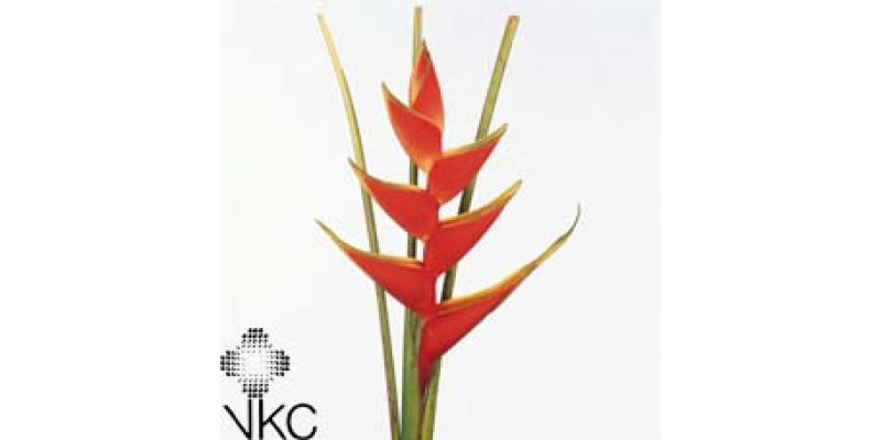 Heliconia Lobster 60cm A1