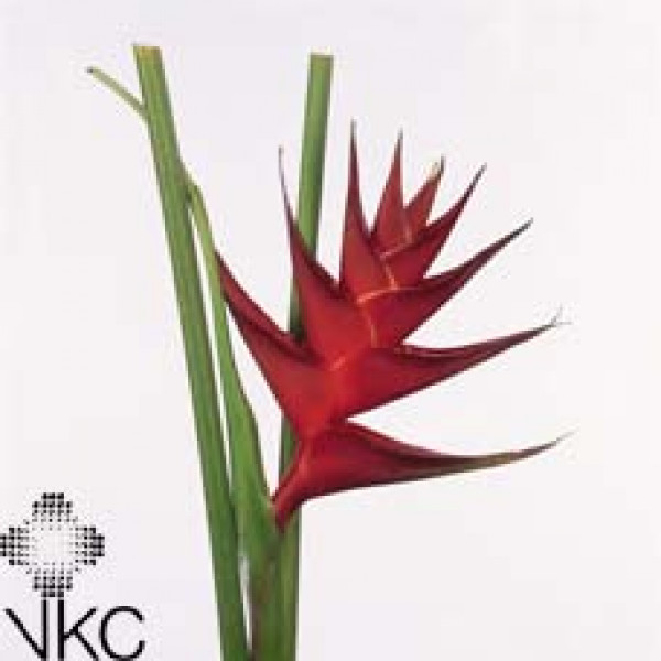 Heliconia Prince Of Darkness 60cm A1