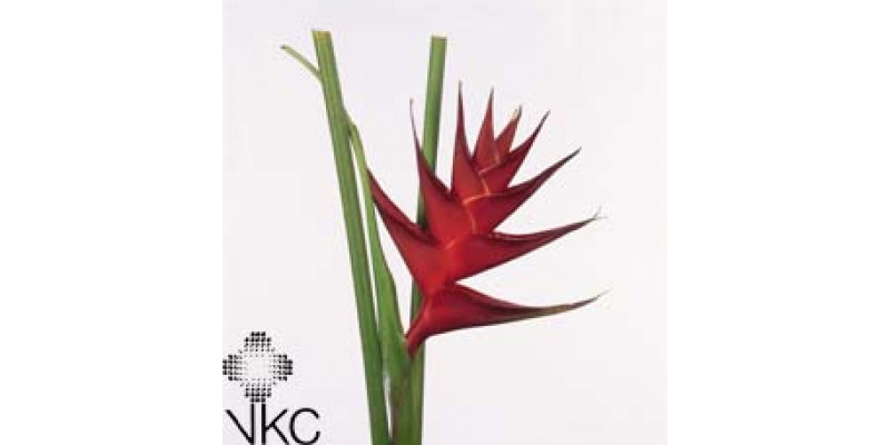 Heliconia Prince Of Darkness 60cm A1