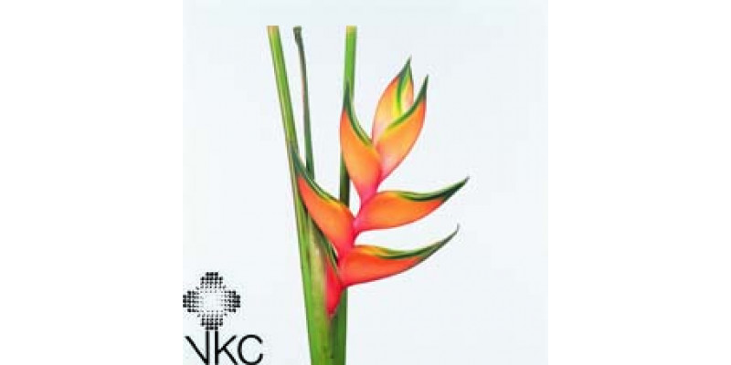 Heliconia Peachy Pink 100cm A1