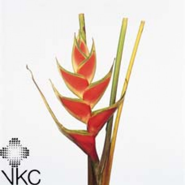 Heliconia Tropical Red 100cm  Col-Red
