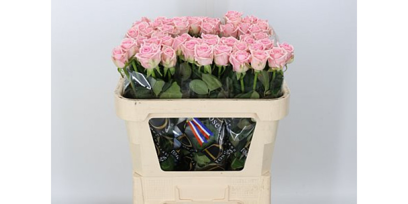 Rose Gr Heaven 60cm A1 Col-Pink