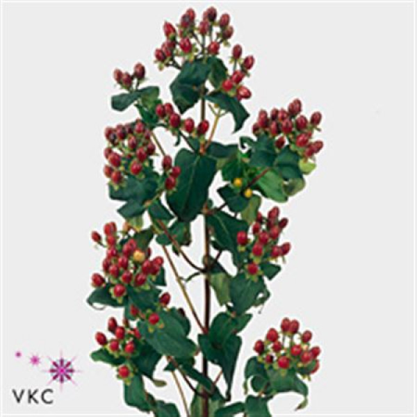 Hypericum Magical Fal 40cm A1