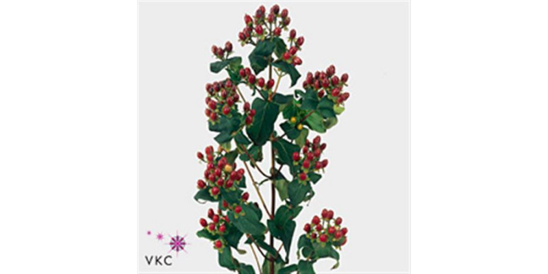 Hypericum Magical Fal 70cm A1A