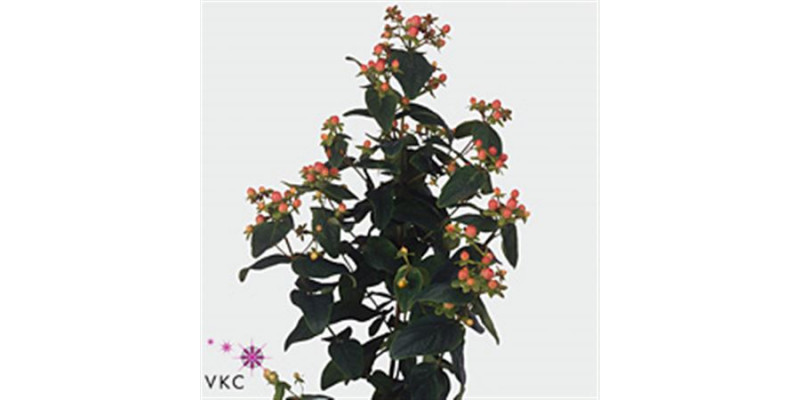 Hypericum mag sweet romance 70cm  Col-Red