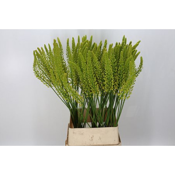 Eremurus Yellow Rebe 130cm  Col-Yellow