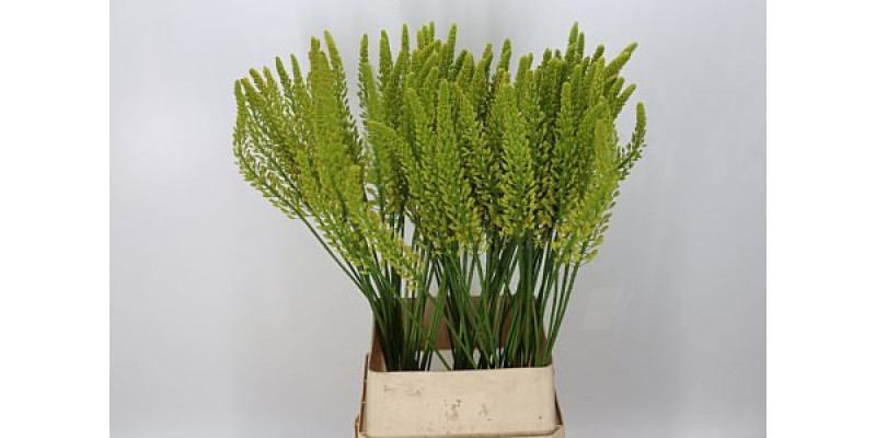 Eremurus Yellow Rebe 130cm  Col-Yellow