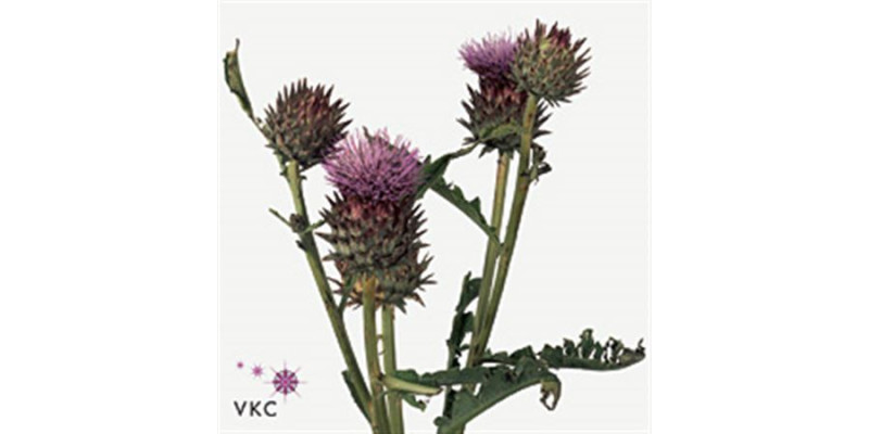 Cynara Cardunculus 90cm A1