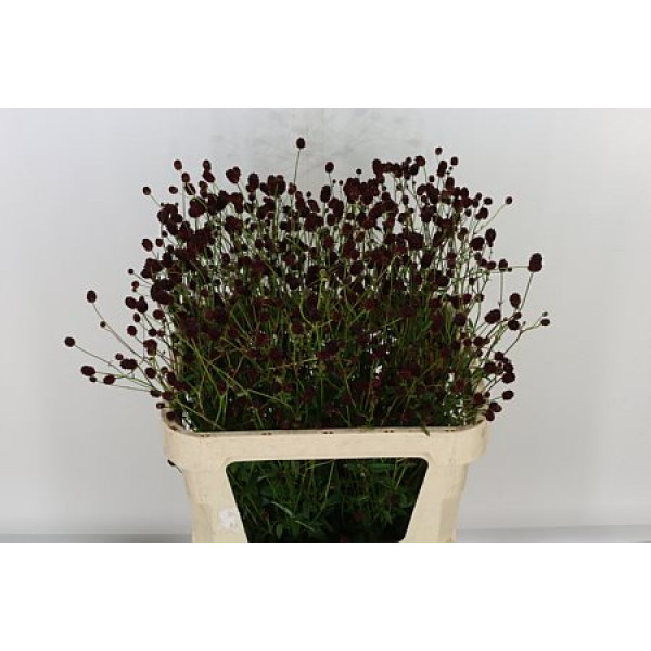 Sanguisorba Officina 75cm  Col-Red