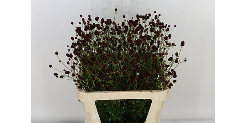 Sanguisorba Officina 75cm  Col-Red