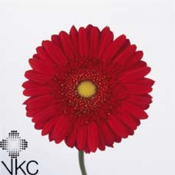 Gerbera Carambole Diamond 45cm A1 (Valentine Pre Order)