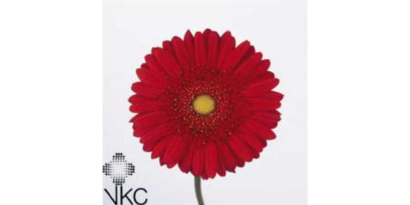 Gerbera Carambole Diamond 45cm A1 (Valentine Pre Order)