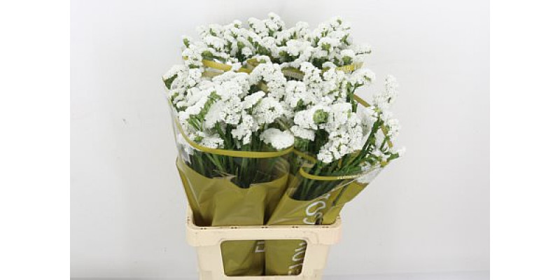 Limonium S Ov Wit 80cm A1 Col-White