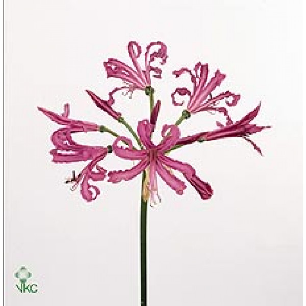 Nerine Isabel 70 A1Green