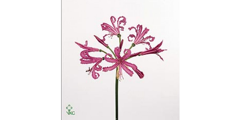 Nerine Isabel 70 A1Green