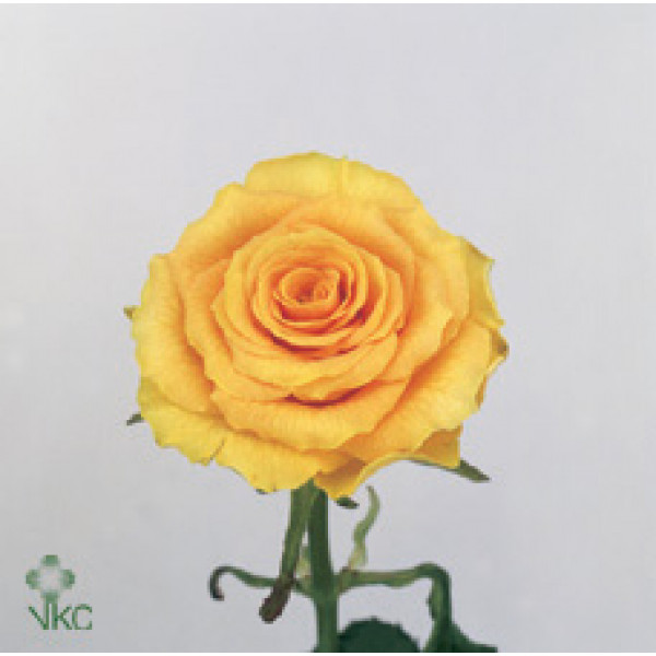 Rose Gr Sphinx Gold 60cm A1