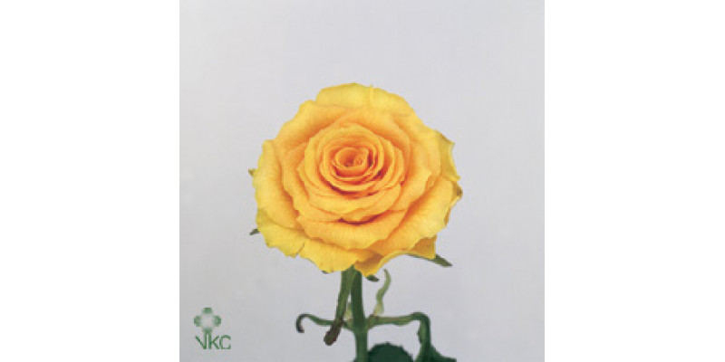 Rose Gr Sphinx Gold 60cm A1