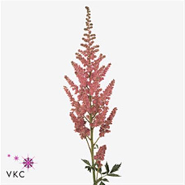 Astilbe vision pink 45cm 