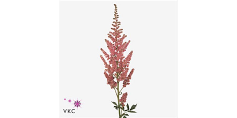 Astilbe vision pink 45cm 