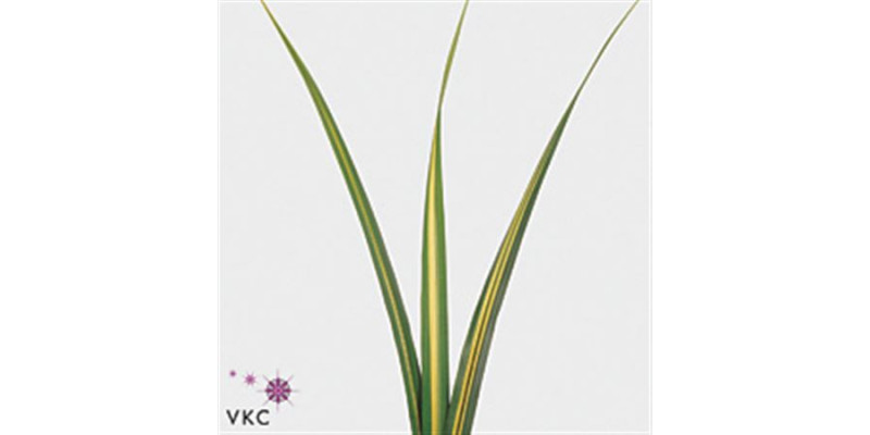 Pandanus 100cm 100 cm A1