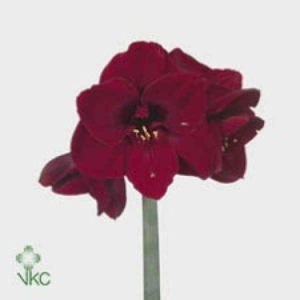 Amaryllis Benfica 12cm A1