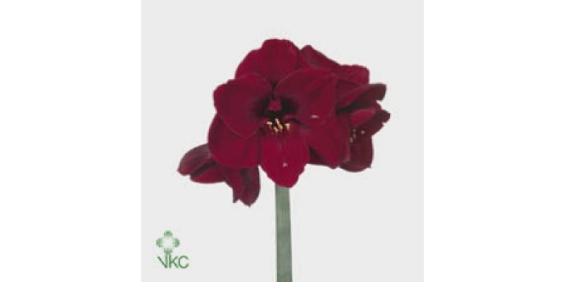 Amaryllis Benfica 15cm A1