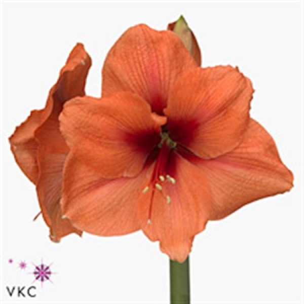 Amaryllis Bouquet 12cm A1